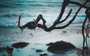 Preview wallpaper branch, beach, sea, water, sand