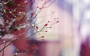 Preview wallpaper branch, berries, light, background, glare