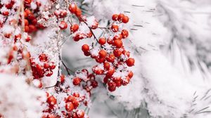 Preview wallpaper branch, berries, snow, red, plant