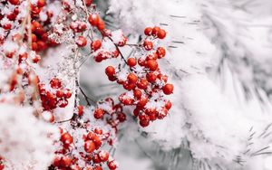 Preview wallpaper branch, berries, snow, red, plant