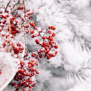 Preview wallpaper branch, berries, snow, red, plant