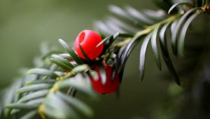 Preview wallpaper branch, berries, thorns, close up