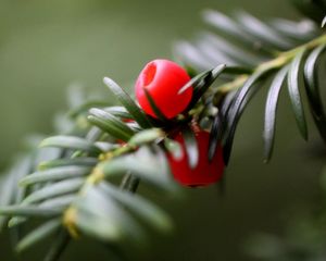 Preview wallpaper branch, berries, thorns, close up