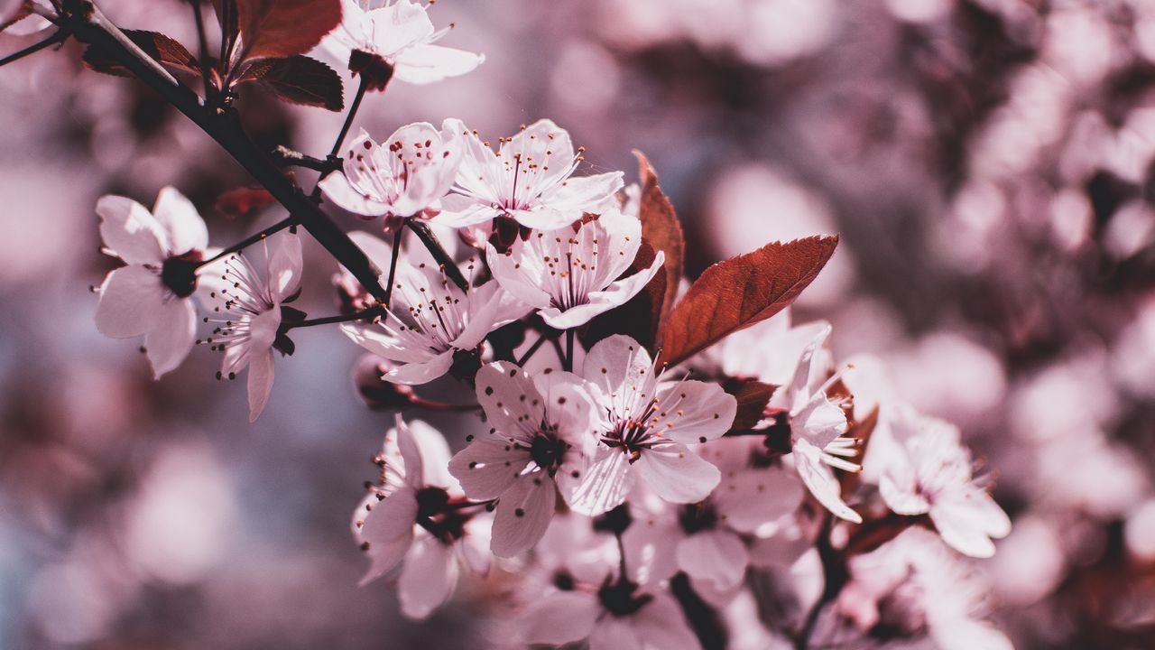 Wallpaper branch, bloom, flowers, spring, blur