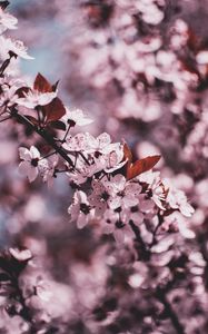 Preview wallpaper branch, bloom, flowers, spring, blur