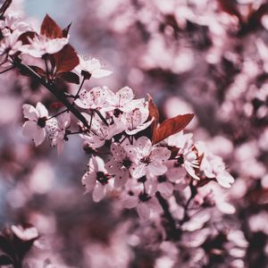 Preview wallpaper branch, bloom, flowers, spring, blur