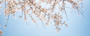 Preview wallpaper branch, bloom, flowers, sky