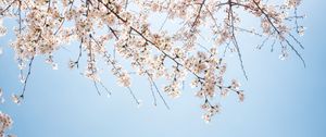 Preview wallpaper branch, bloom, flowers, sky