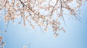 Preview wallpaper branch, bloom, flowers, sky