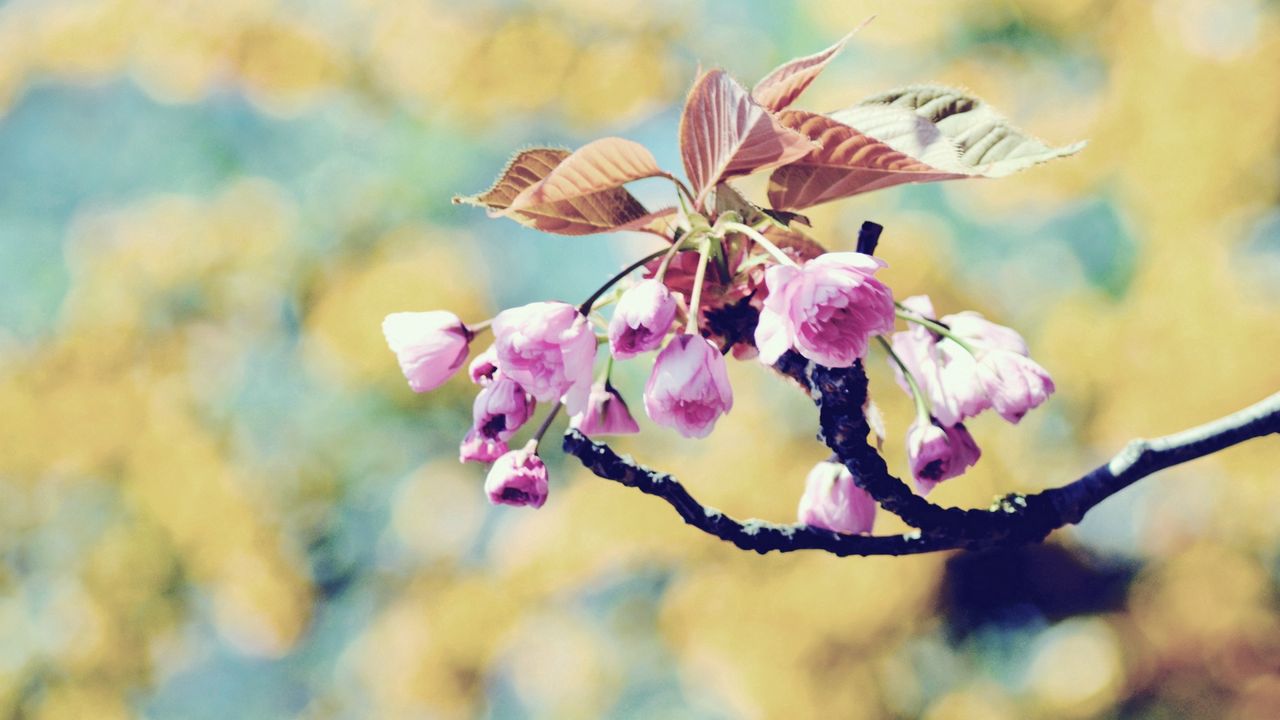 Wallpaper branch, bloom, plant, spring