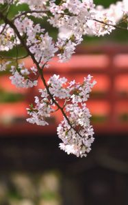 Preview wallpaper branch, bloom, spring
