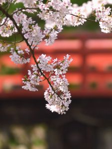Preview wallpaper branch, bloom, spring