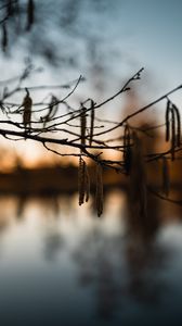 Preview wallpaper branch, blur, river, evening