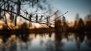Preview wallpaper branch, blur, river, evening