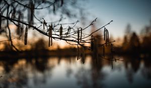 Preview wallpaper branch, blur, river, evening