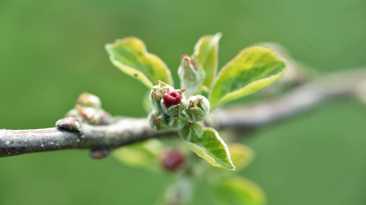 Wallpaper branch, bud, leaves, macro, spring