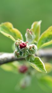 Preview wallpaper branch, bud, leaves, macro, spring