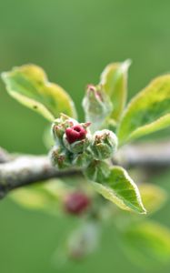 Preview wallpaper branch, bud, leaves, macro, spring