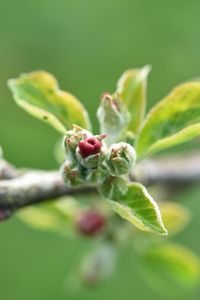 Preview wallpaper branch, bud, leaves, macro, spring