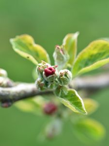 Preview wallpaper branch, bud, leaves, macro, spring
