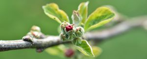 Preview wallpaper branch, bud, leaves, macro, spring