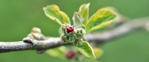 Preview wallpaper branch, bud, leaves, macro, spring