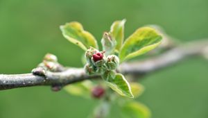 Preview wallpaper branch, bud, leaves, macro, spring