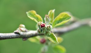 Preview wallpaper branch, bud, leaves, macro, spring