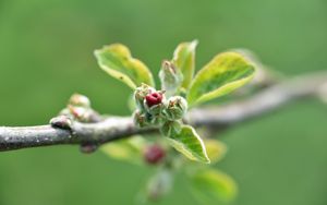 Preview wallpaper branch, bud, leaves, macro, spring