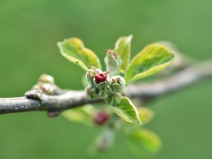 Preview wallpaper branch, bud, leaves, macro, spring