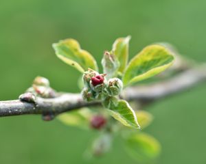 Preview wallpaper branch, bud, leaves, macro, spring