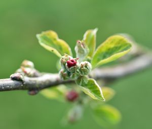 Preview wallpaper branch, bud, leaves, macro, spring