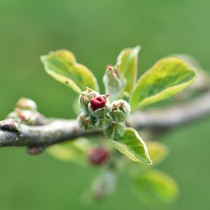 Preview wallpaper branch, bud, leaves, macro, spring