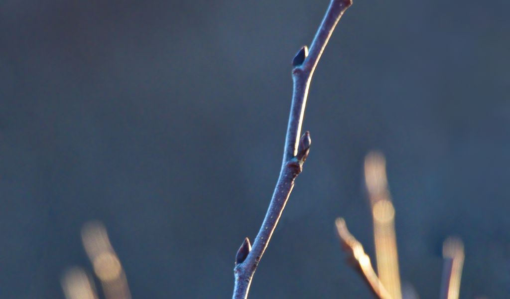 1024x600 Wallpaper branch, buds, blur, light, macro