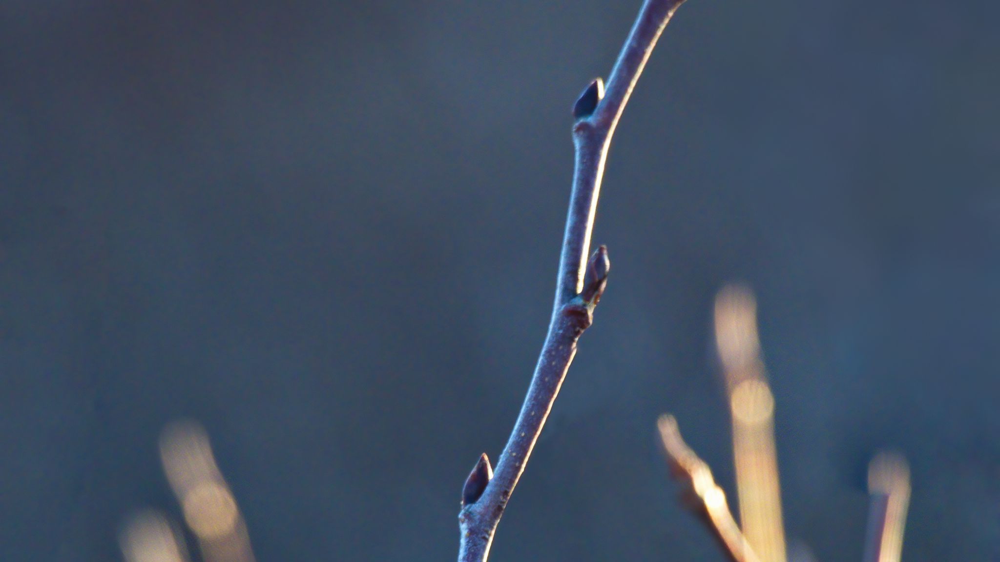 2048x1152 Wallpaper branch, buds, blur, light, macro