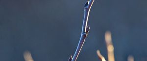 Preview wallpaper branch, buds, blur, light, macro