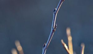 Preview wallpaper branch, buds, blur, light, macro