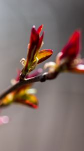 Preview wallpaper branch, buds, flower, blur, macro