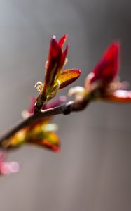 Preview wallpaper branch, buds, flower, blur, macro