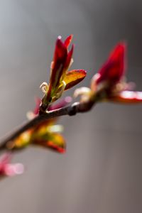 Preview wallpaper branch, buds, flower, blur, macro