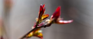 Preview wallpaper branch, buds, flower, blur, macro