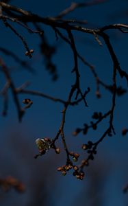 Preview wallpaper branch, buds, flowers, flowering, dark, spring