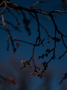 Preview wallpaper branch, buds, flowers, flowering, dark, spring