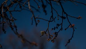 Preview wallpaper branch, buds, flowers, flowering, dark, spring