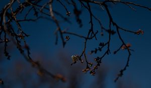 Preview wallpaper branch, buds, flowers, flowering, dark, spring