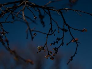 Preview wallpaper branch, buds, flowers, flowering, dark, spring