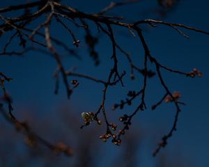 Preview wallpaper branch, buds, flowers, flowering, dark, spring