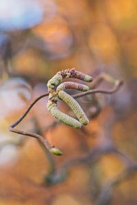Preview wallpaper branch, buds, macro, plant, spring
