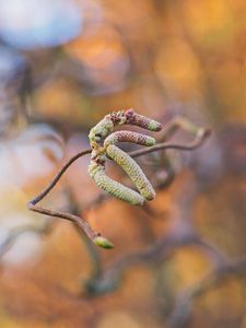 Preview wallpaper branch, buds, macro, plant, spring