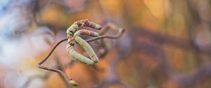 Preview wallpaper branch, buds, macro, plant, spring